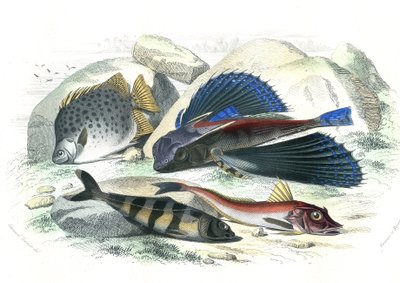 Dactyloptere pirapede (Dactylopterus pirapeda) flyvefisk, Chetodon argus (scatophagus argus), centronote pilote (echeneis naucrate), Trigle Lyre (Genicanthus Melanospilos) - Plate hentet fra Histoire Naturelle av Bernard Germain de Lacepede (1856-1956-1956 av French School