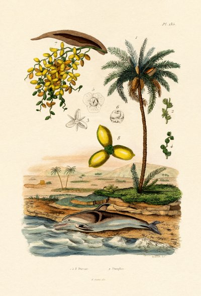 Dadelpalme, 1833-39 av French School