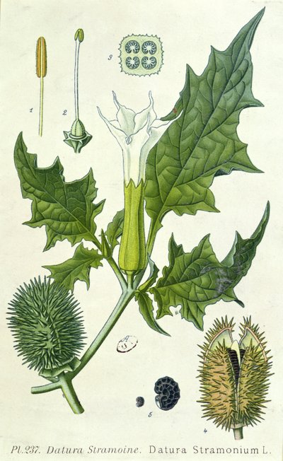 Datura stramonium, botanisk plate av French School