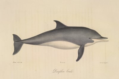 Bridled Dolphin, fra Natural History of Pattedyr (farge litho) av French School