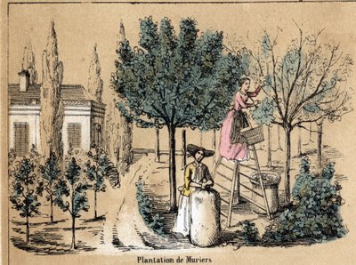 Description of the crop and silk products: planting muriers. Plate “” la soie”” in “” les Recreations instructives”” Synoptique painting by Jules DELBRUCK, engraving from 1860. Private collection. av French School