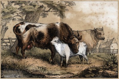 Description of the various products and uses of the cow: cow, calf in a pre. Plate “” La coache et ses produits”” in “” les Recreations instructives”” Synoptique painting by Jules DELBRUCK, engraving from 1860. Private collection. av French School
