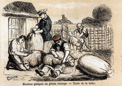 Description of the various uses and products of sheep: sheepcutting. Plate “” Les moutons”” in “” les Recreations instructives”” Synoptique painting by Jules DELBRUCK, engraving from 1860. Private collection. av French School