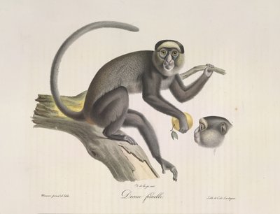 Diana, en kvinnelig ape, fra Natural History of Mammals (farge litho) av French School