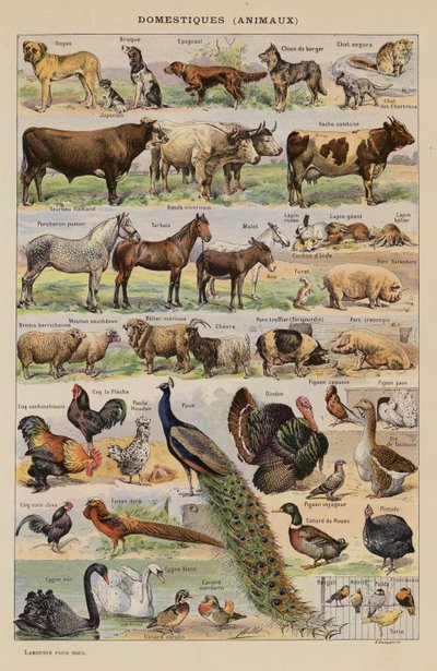 Husdyr, Dyr (fargelitografi) av French School