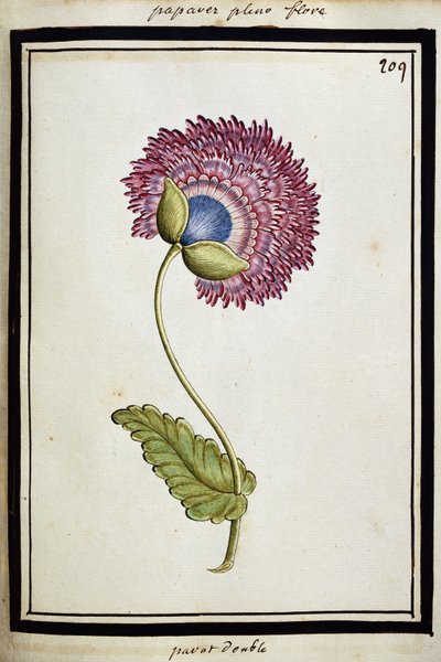 Dobbel valmue, ca. 1700 av French School