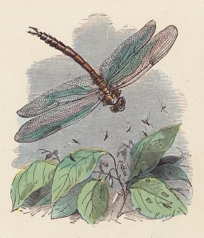 Dragonfly (farget gravering) av French School