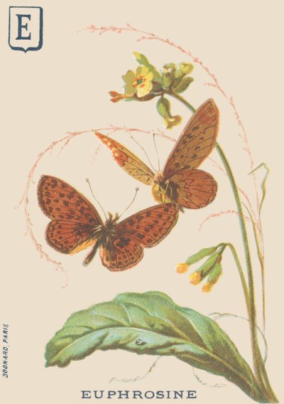 E: Euphrosine (Clossiana euphrosine eller Large sølvkjede) av French School