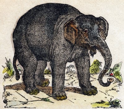 Elefant. Gravering i "" Alphabet des animaux sauvages"". 9. serie. Bilder av Epinal, Pellerin, trykkeri-utgiver, ca. 1870. Graveringer på tre, stensilert. 16 sider. Mål: 20 x 15 cm. Privat samling av French School