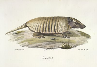 Encoubert, Armadillo, fra Natural History of Pattedyr (farge litho) av French School