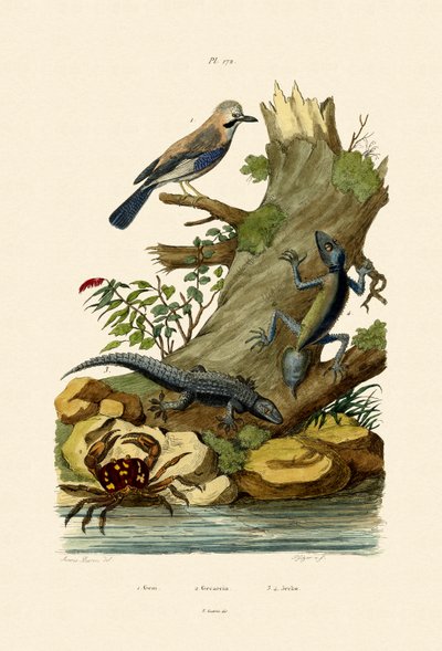 Eurasian Jay, 1833-39 av French School