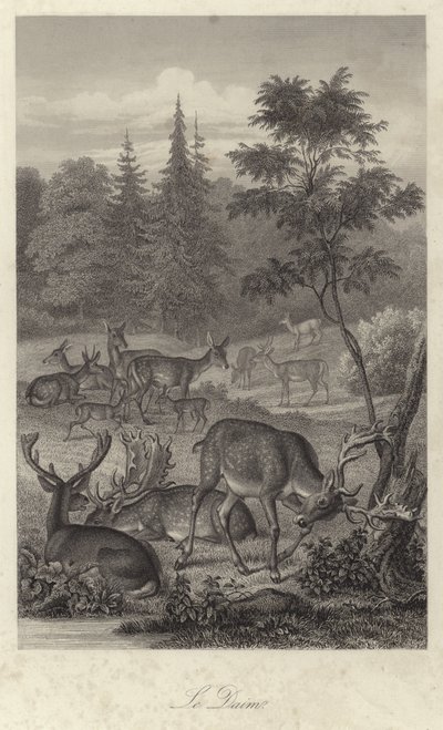 Damwild von French School