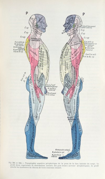 Fig. 381 & 382 Nervesystemet, fra Semiologie des Affections du System Nerveux av J. Dejerine, 1914 av French School