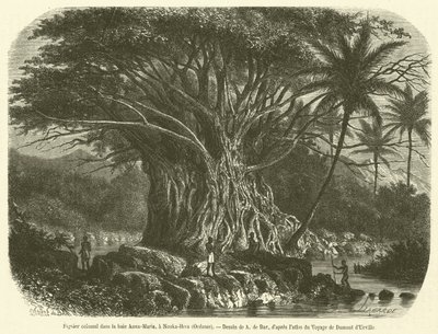 Kolossalt fikentre i Anna-Maria-bukten, ved Nouka-Hiva, Oseania (gravering) av French School