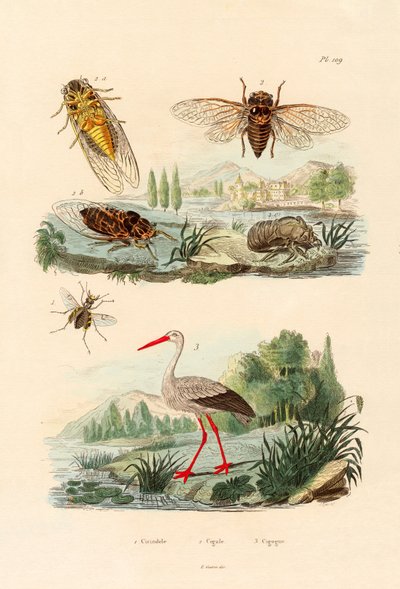 Firefly, 1833-39 av French School