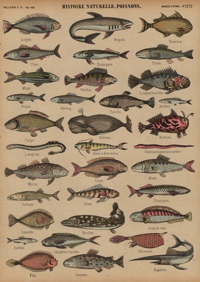 Fisk (farget gravering) av French School