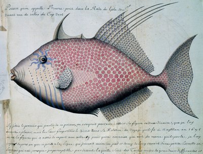 Fisk kalt Bource, Sao Vicente-øya, Kapp Verde, akvarell fra loggbok av Jacques Gouin de Beauchesne (1652-1730), kaptein for Compagnie royale de la Mer du Sud, fra 1698 til 1701, Frankrike av French School