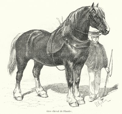 Flamsk tung hest (gravering) av French School