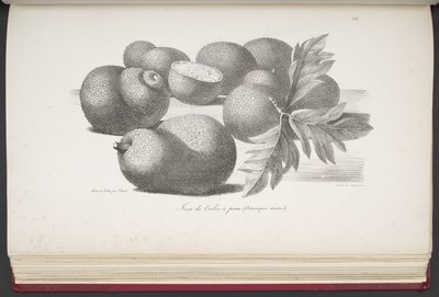 Frukt, fra pittoresk reise rundt om i verden, med portretter av villmenn i Amerika, Asia, Afrika og øyene i det store hav; landskap, havutsikt og flere naturhistoriske gjenstander; ledsaget av beskrivelser av M. le b av French School