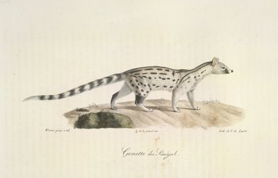 Senegal Genet, fra Natural History of Mammals (farge litho) av French School