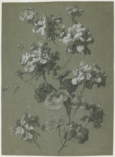 Geranium (Pelargonium sp.), ca. 1800 (kull og hvitt kritt, grønn vev) av French School