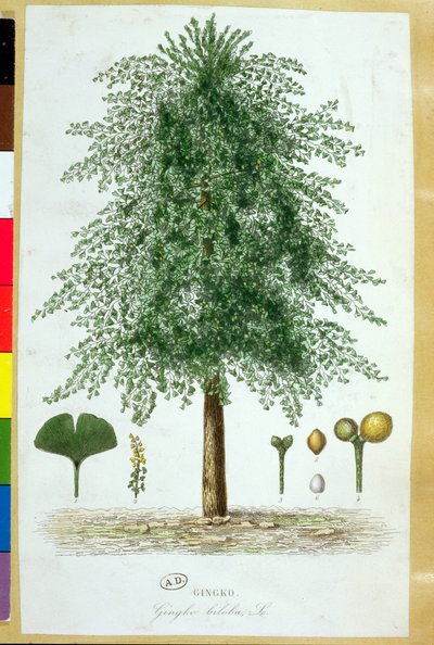 Ginkgo biloba tre av French School