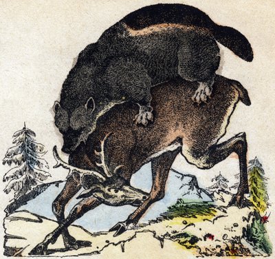 Frosser. Gravering i "" Alphabet des animaux sauvages"". 9. serie. Bilder av Epinal, Pellerin, trykkeri-utgiver, ca. 1870. Graveringer på tre, stensilert. 16 sider. Mål: 20 x 15 cm. Privat samling av French School