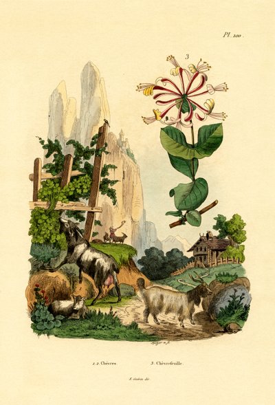 Geiter, 1833-39 av French School