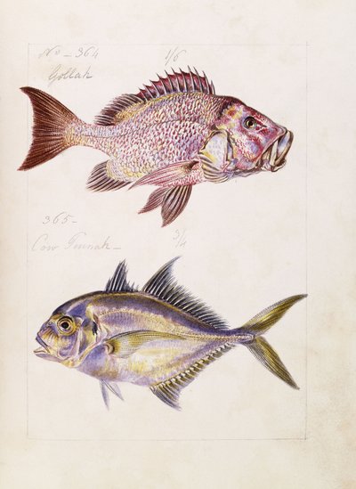 Gollah etc, ca. 1850 av French School