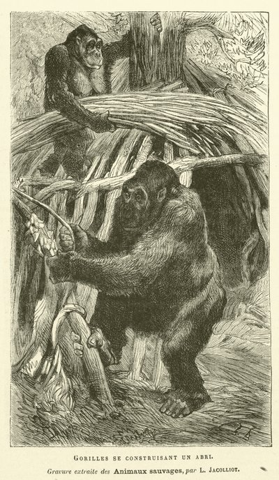Gorillaer som bygger et ly (gravering) av French School
