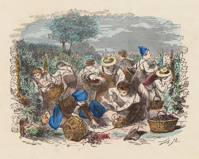 Drueplukking i en vingård (farget gravering) av French School