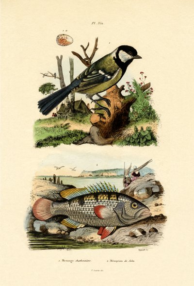 Pommemeis, 1833-39 av French School