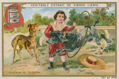 Greyhound og puddel av French School