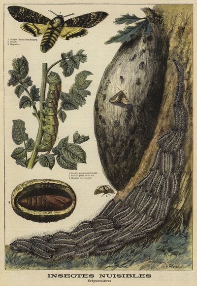 Skadelige insekter: Deaths Head Hawkmoth av French School