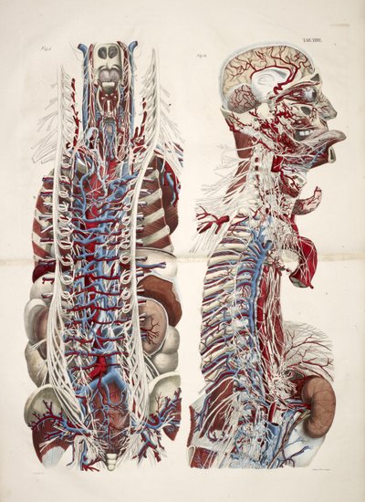 Hode og overkropp, fra 'Anatomiske plater av menneskekroppen utført fra naturlige dimensjoner, akkompagnert av en forklarende tekst utgitt av cte de Lasteyrie...', ca. 1824 (farge litho) av French School