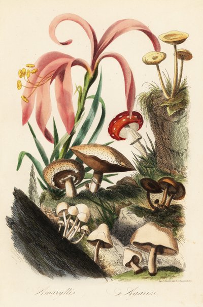 Hippeastrum-arter, fluesopp, Amanita muscaria, Amanita caesarea, Caesars sopp, Amanita caesarea og andre sopp av French School