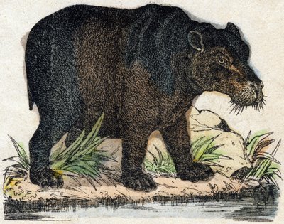 Flodhest. Gravering i "" Alphabet des animaux sauvages"". 9. serie. Bilder av Epinal, Pellerin, trykkeri-utgiver, ca. 1870. Graveringer på tre, stensilert. 16 sider. Mål: 20 x 15 cm. Privat samling av French School