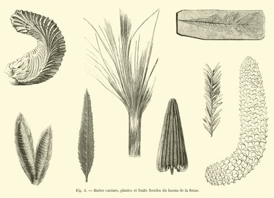 Carenee østers, fossile planter og frukt fra Seine-bassenget av French School