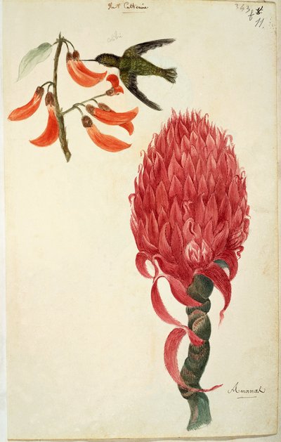 Kolibri (Trochilidae) og ananas (Ananas comosus) av Lejeune av French School