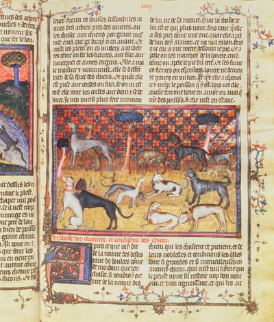 Jakthunder av Gaston III, grev av Foix Phebus the Hunter (1331-91), fra Livre de la Chasse, 1387-89 (gouache på pergament) av French School