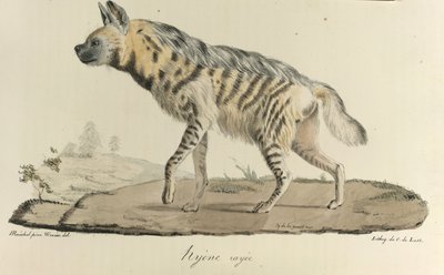 Hyene, en stripete hyene, fra Natural History of Mammals (farge litho) av French School