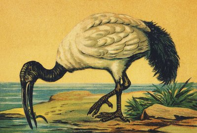 Jeg som Ibis av French School
