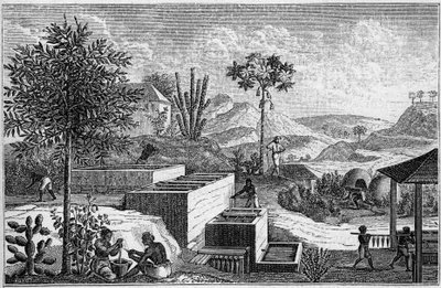 Indigoterie in Senegal in the 17th century. av French School