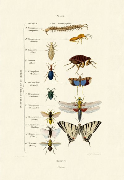 Insekter, 1833-39 av French School