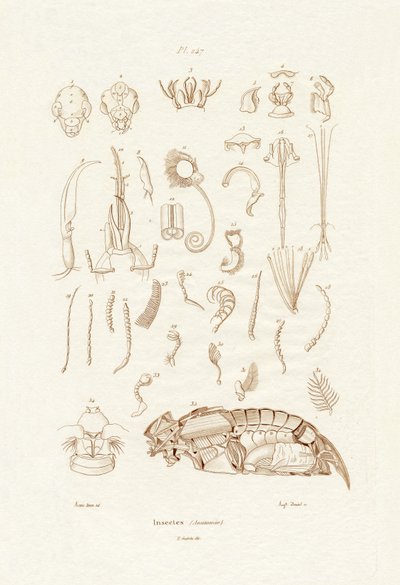 Insekter, 1833-39 av French School