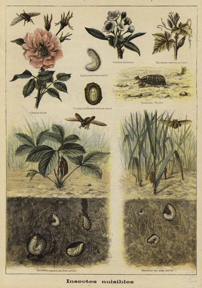 Insekter som er skadelige for landbruket av French School