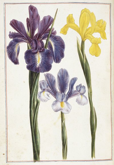 Iris, 1700-tallet av French School