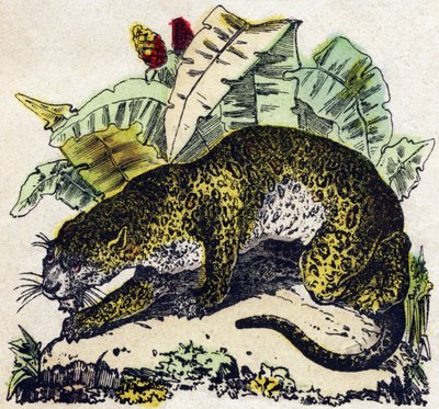 Jaguar. Gravering i "" Alphabet des animaux sauvages"". 9. serie. Bilder av Epinal, Pellerin, trykkeri-utgiver, ca. 1870. Graveringer på tre, stensilert. 16 sider. Mål: 20 x 15 cm. Privat samling av French School