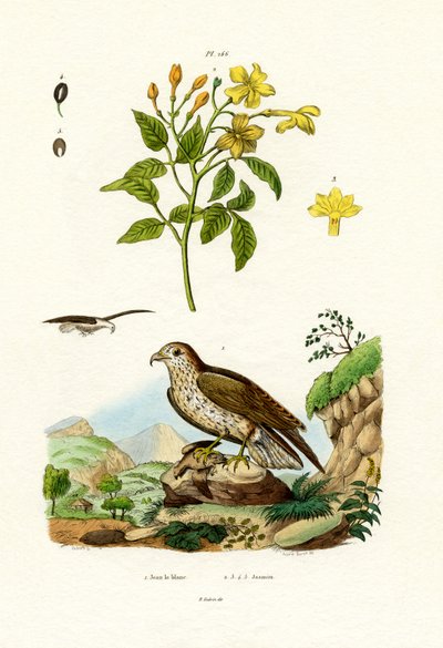 Jasmine, 1833-39 av French School