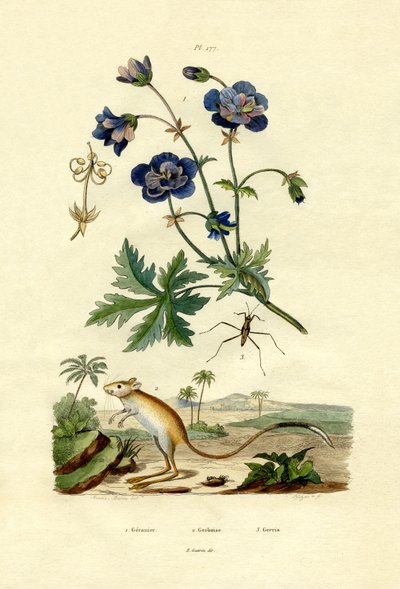 Jerboa, 1833-39 av French School